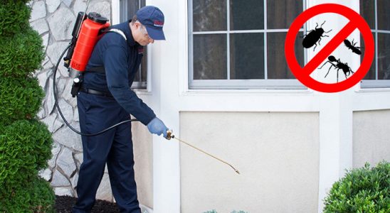 Düzce Fare İlaçlama böcek ilaçlama ve haşere kontrolü — ilaclama-tr.com